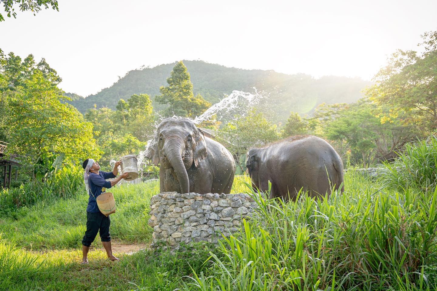 MUST JOIN: Samui Elephant Kingdom